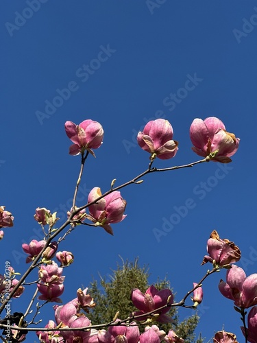 Pink magnolia flowers blooming on branches against a clear blue sky, showcasing vibrant petals and green foliage in a natural outdoor setting