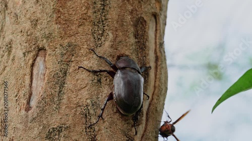 Asian giant hornet and rhinoceros beetle face off on tree trunk close up