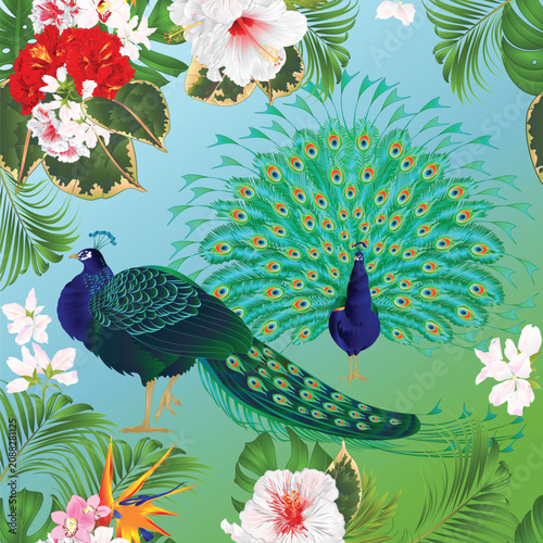 Peacocks in the jungle  hibiscus Strelitzia and tropical plants watercolor vintage vector illustration editable hand drawn