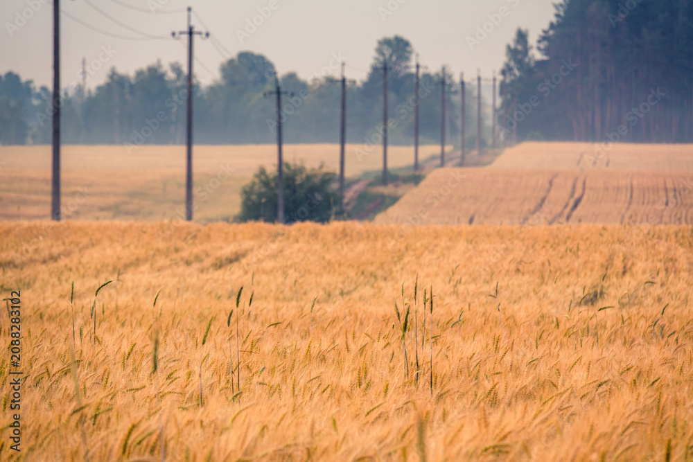 Fototapeta premium Golden Wheat Field Ready for Harvest with Shallow Depth of Field | Ripe Grain Crop Landscape with Power Line Poles and Trees | Agricultural Countryside Scene