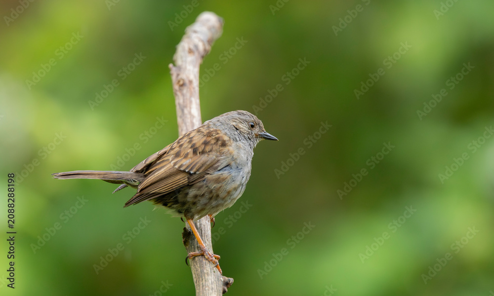 Fototapeta premium Portrait of a Dunnock Hedge Sparrow Perched on a Branch With Green Bokeh Background