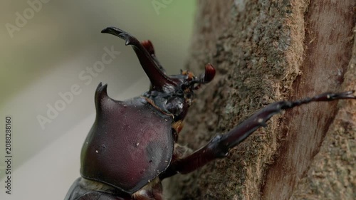 Extreme macro of male rhinoceros beetle climbing tree trunk close up