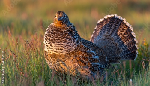 Male grouse displaying in golden grass at sunrise
