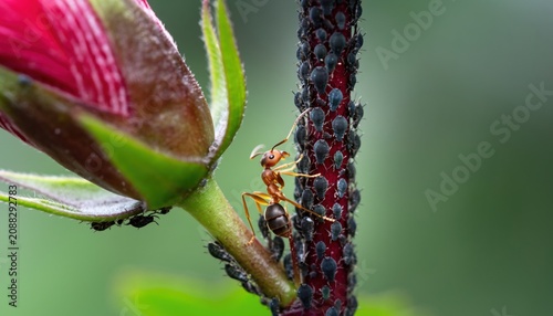 Ant on aphid-covered flower stem in close-up macro nature scene