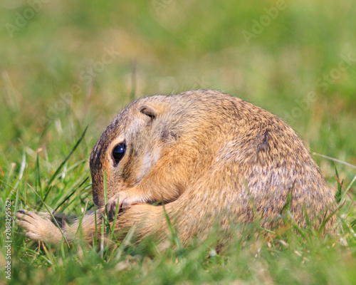 Foto European ground squirrel