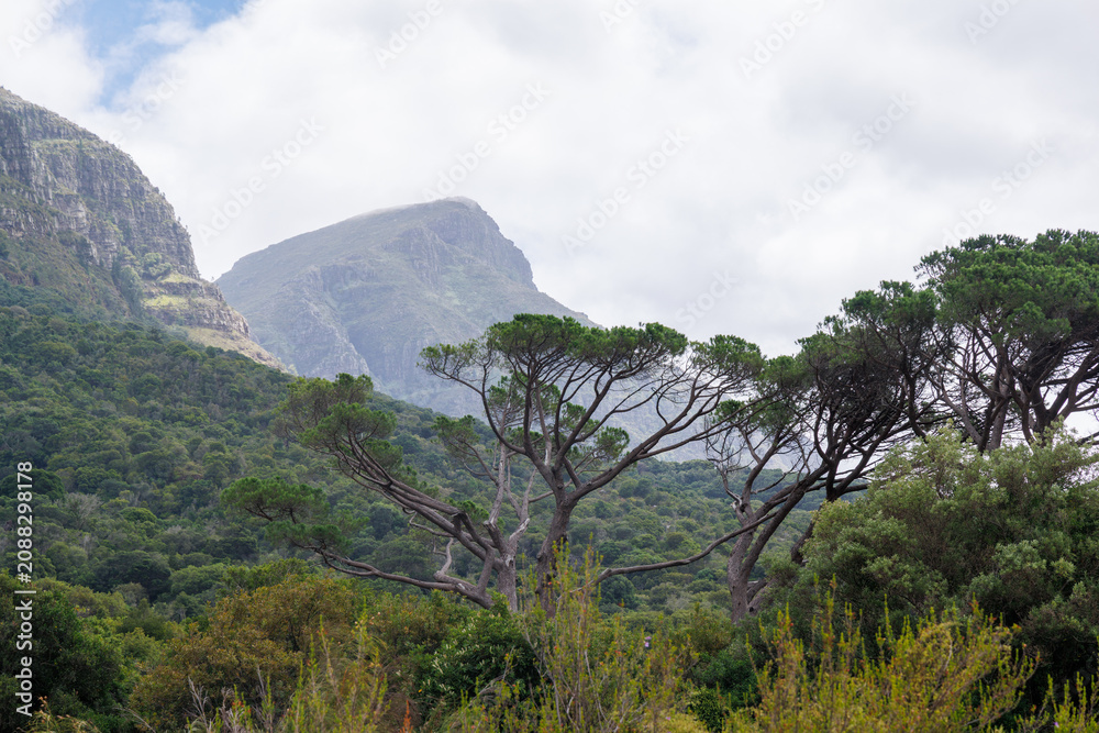 Naklejka premium Lush mountain landscape in South Africa