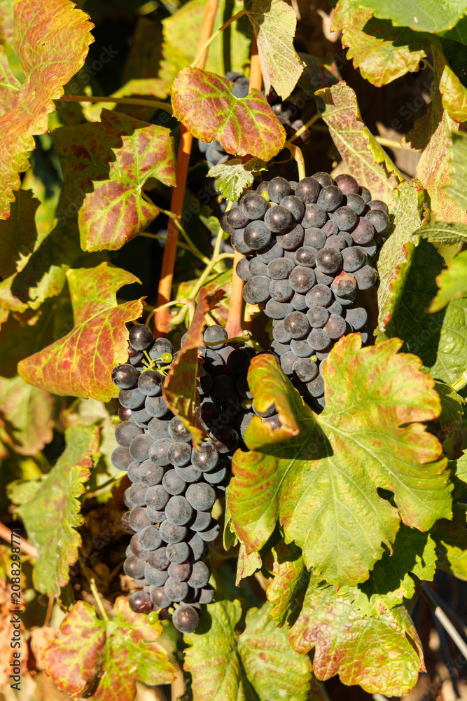 Obraz premium Ripe grapes on vine in South African vineyard
