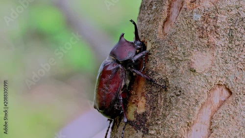 Male rhinoceros beetle feeding on tree sap close up profile 60fps