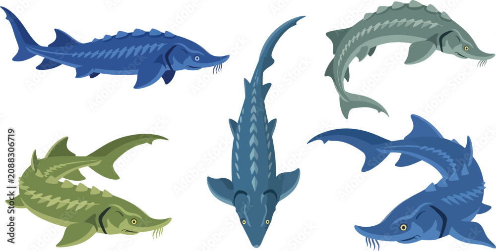 Fototapeta premium Four sturgeon fish swim in a water scene.