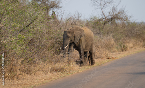 African animals Elephant mother with elephant baby in the bush of Kruger National Park South Africa