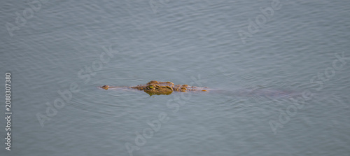 African animals, Nile crocodile in Kruger National Park South Africa