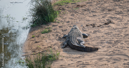 African animals, Nile crocodile in Kruger National Park South Africa