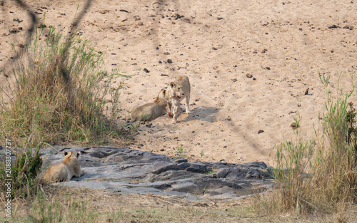 Lion in the bush of Kruger National Park South Africa
