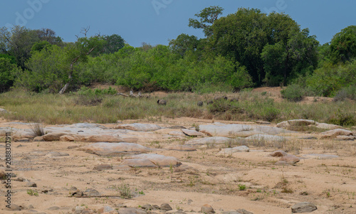 Dry riverbed in Kruger National Park