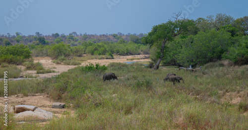 Views and landscape – Dry riverbed in Kruger National Park