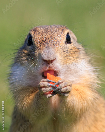 European ground squirrel eating carrot close up portrait