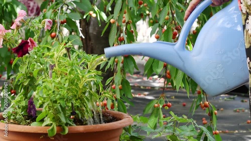 Senior gardener holding blue watering can to irrigate a green plant in a terracotta pot in the garden, with a cherry tree in the background providing a lush, natural setting