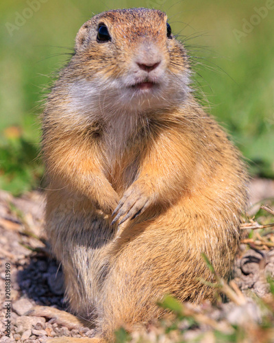 European ground squirrel