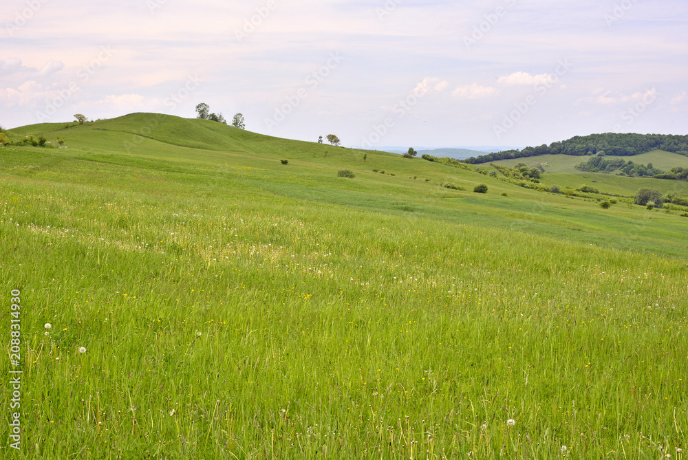 Fototapeta premium Nature Tourism: Lush green meadows in mid-spring in Mures County, with countless medicinal plants amongst the wild herbs and flowers. 