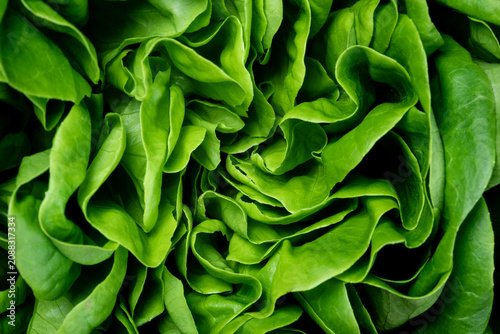 Fresh green baby butterhead lettuce leaves for textured and background. Top view