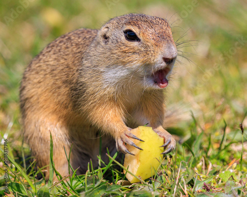 European ground squirrel