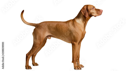 Fotografie Elegant Vizsla dog standing profile view, isolated on transparent background