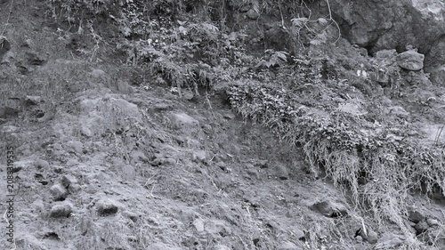 Obraz na plátně Black and white rocky forest wall with hanging roots, small plants, rough soil, and wild natural cliff background