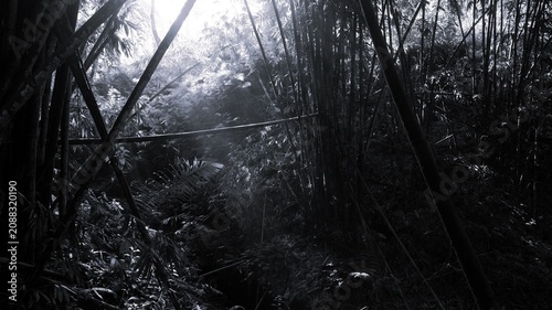 Black and white bamboo grove with bright sunlight, deep shadows, dense leaves, and moody tropical forest scene.