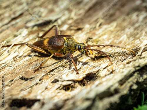 Foto A beetle from the longhorn beetle family akimerus schaefferi