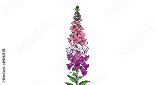 Botanical elegance embodied in a vibrant foxglove flower illustration. Tall spike with delicate pink, white, and purple bell-shaped blossoms