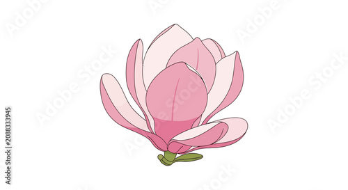 Beautiful Hand Drawn Pink Magnolia Flower Illustration Isolated on White Background