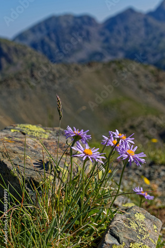 Aster alpinus, the alpine aster is a species of flowering plant native to the mountains of Europe including the Alps