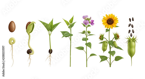 Life cycle of a sunflower plant isolated on transparent background