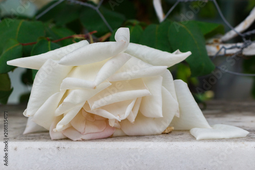Close-up of a withered flower of a large, densely double white rose on a marble table