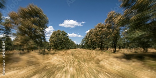 A blur of trees and dry grass beneath a bright blue sky
