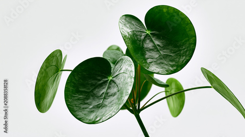 Cluster of green succulent leaves with water droplets in soft natural light
