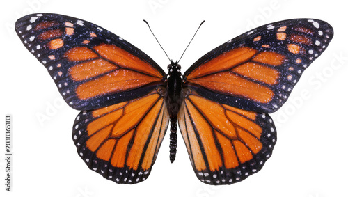 Photos Monarch butterfly with orange black and white wings, isolated on transparent bac