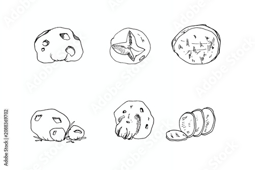 Foto Minimalist puffball mushroom vector set with sliced pieces, simple
