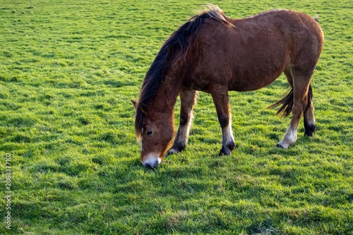 horse in the meadow