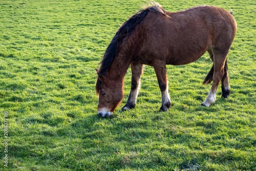 horse in the meadow