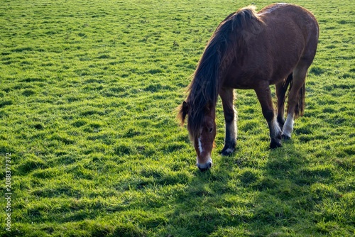 horse in the meadow