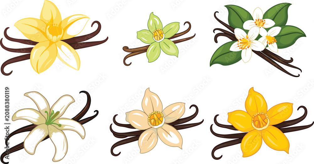 Obraz premium Vanilla Flower and Pod Vector Icon Set Featuring Orchid Blooms Sticks and Green Leaves for Fragrance Aromatherapy Baking Sweet Dessert and Cosmetic Packaging Designs