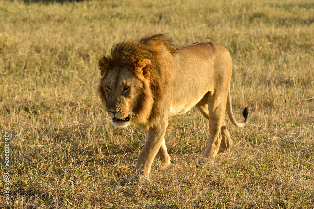Fototapeta premium Lion