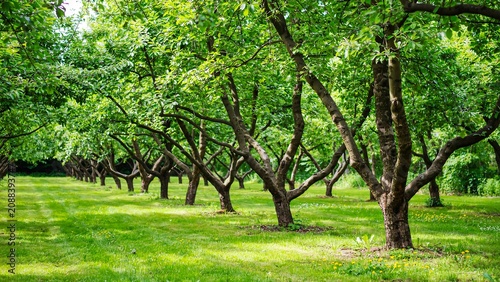 Green orchard landscape with lush trees and freshly mowed grass in summer