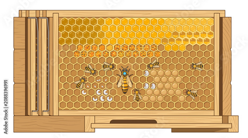 Cross Section Illustration of a Wooden Beehive Frame Showing the Queen Bee and Developing Larvae within Honeycomb Cells