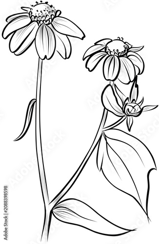 Echinacea flowers with buds botanical outline sketch vector