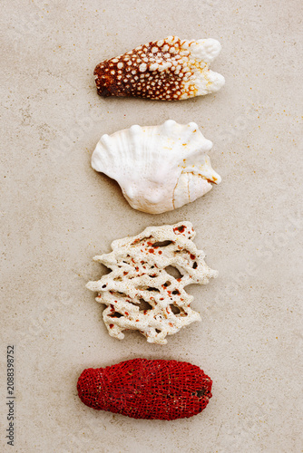 Obraz na płótnie Natural corals, seashells above view on beige stone background, ocean nature still life, different organic forms and textures