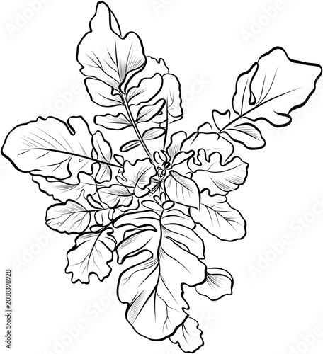 Arugula leaves botanical outline sketch vector