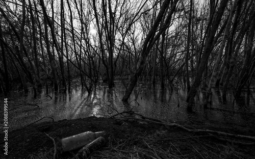 Konstfotografi Dead tree in degraded mangrove forest