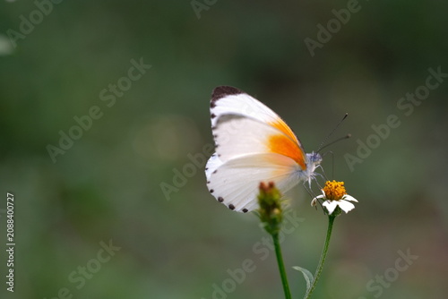 White Butterfly with Orange Wing Patch Feeding on Wildflower